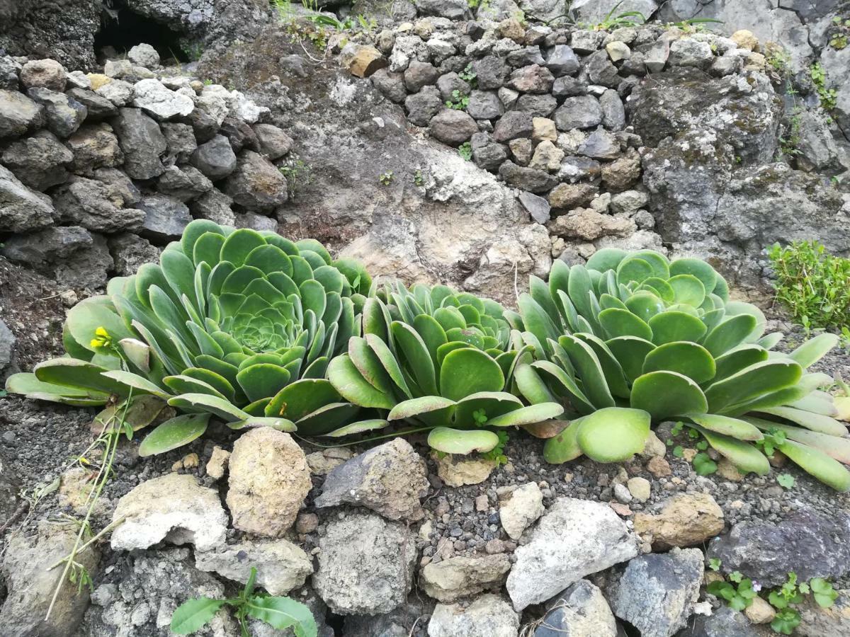 Casas Rurales Los Guinderos Icod De Los Vinos Buitenkant foto